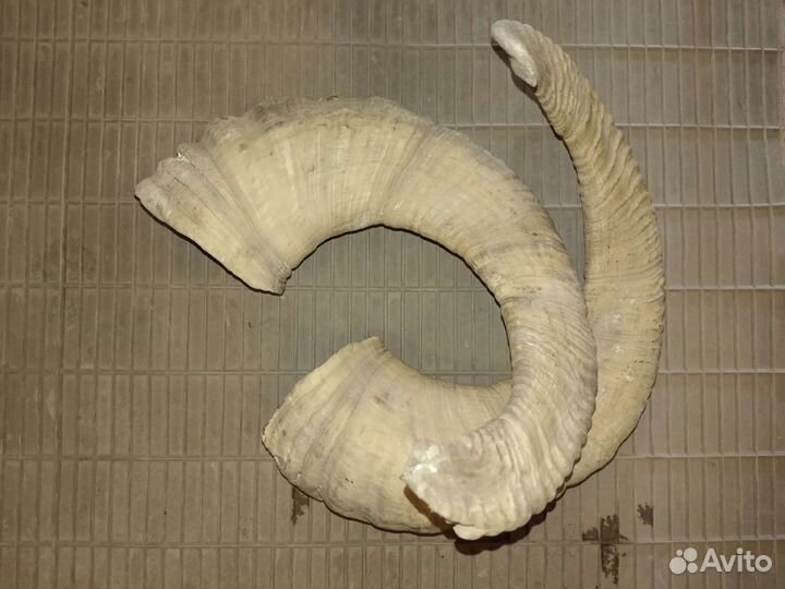 Рога горного барана