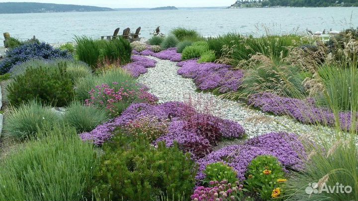 Тимьян оптом чебрец ползучий рассада многолетнее