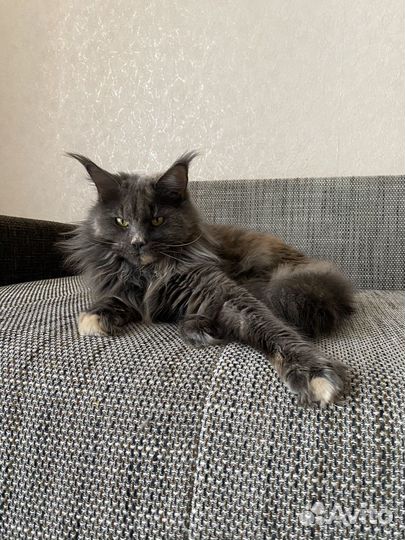 Кошка мейн-кун