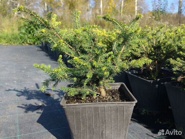 Ель обыкновенная Nidiformis Саженцы Оптом