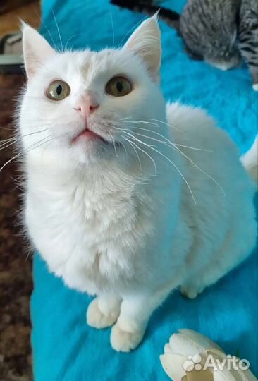 Ангел - Хранитель твой. Белая кошка