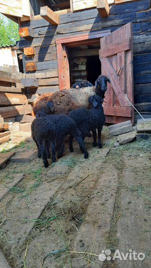 Эдильбаевский баран