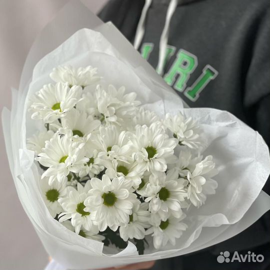 Хризантема кустовая ромашка
