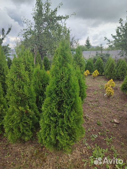 Туя, Можжевельник, Голубая ель, Пихта, Лиственница