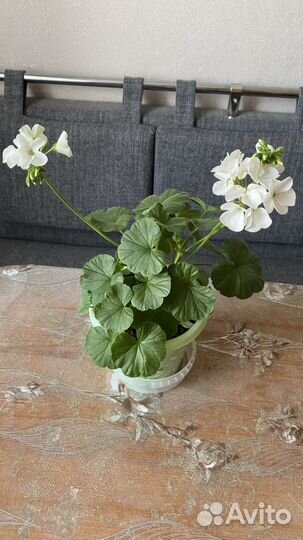 Пеларгония герань