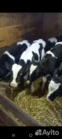 Бычки телята