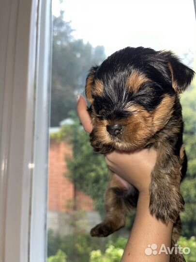 Йоркширский терьер мини
