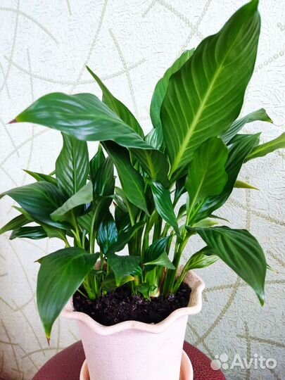 Комнатные цветы