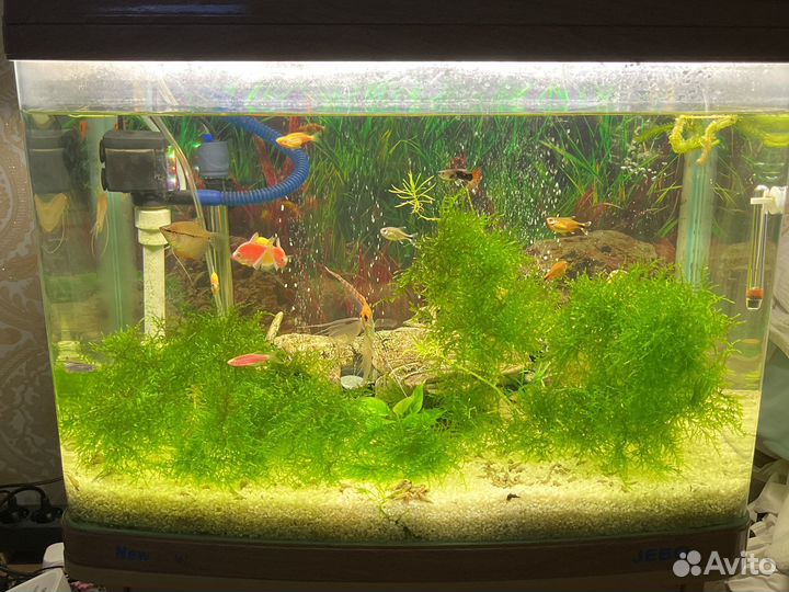 Мох, водоросли для аквариума