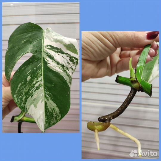 Монстера Альба