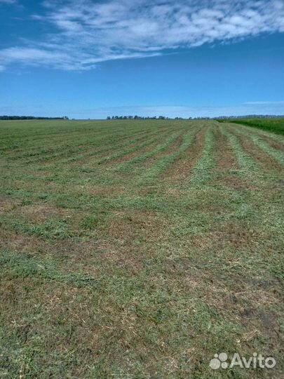 Сено люцерны в тюках