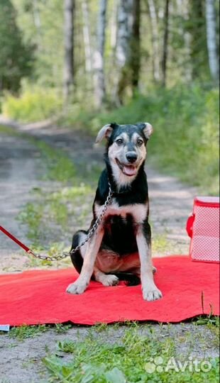 В добрые руки щенок