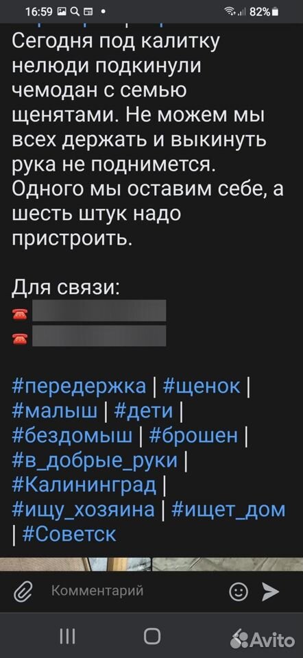 Щеночки бесплатно