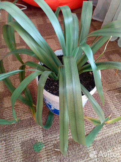 Пальмы и большие цветы