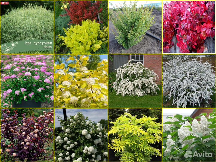 Декоративные кустарники