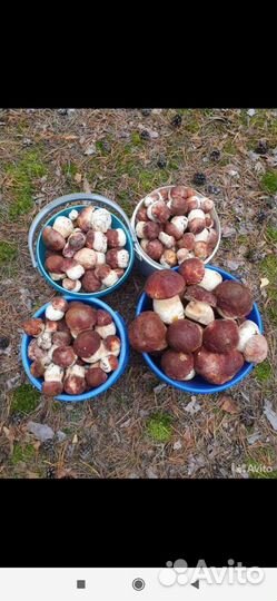 Белые грибы