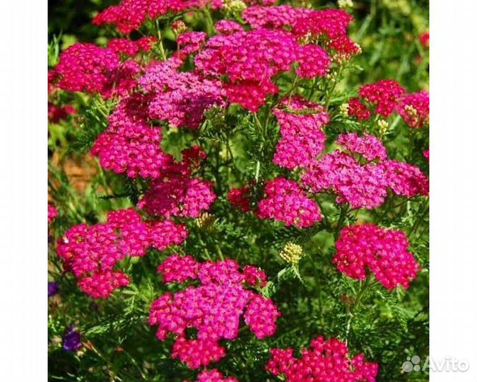 Тысячелистник обыкновенный Cerise Queen