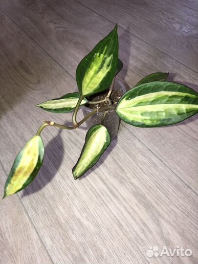 Аглаонема,сансевьерия,хойя,сингониум