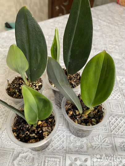 Сциндапсус и Филодендрон