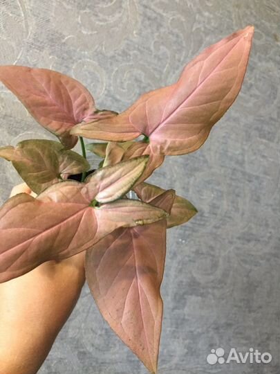 Сингониум, Сциндапсус Комнатные цветы