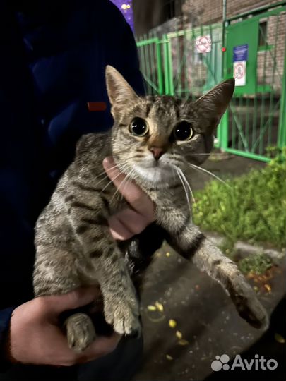 Кошка