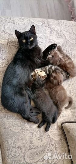 Британские котята