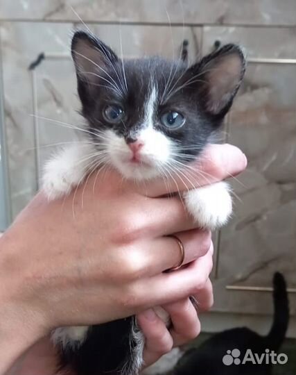 Отдам котят