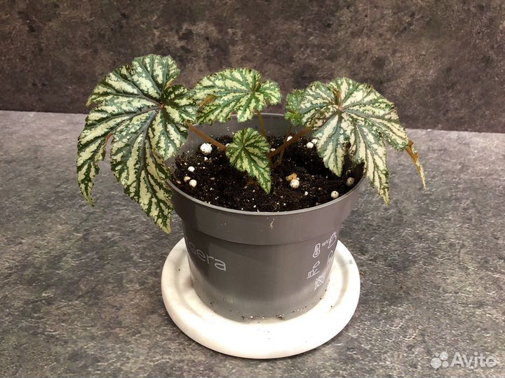 Бегония Грифон