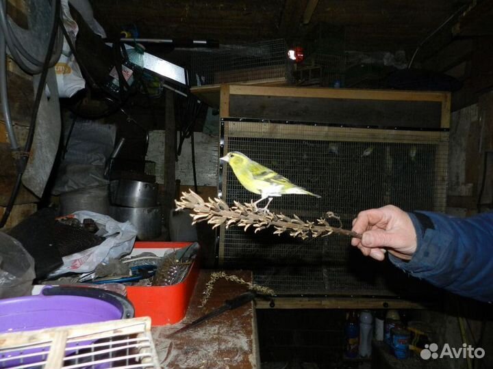 Певчие лесные птицы