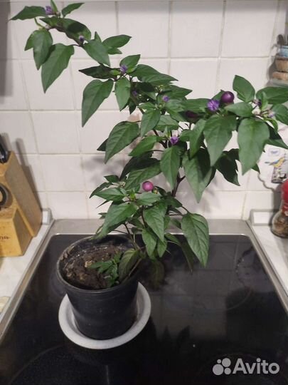 Горький перец