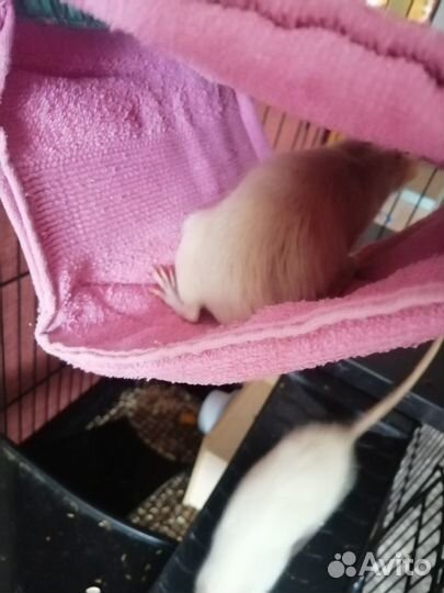 Отдам в добрые руки