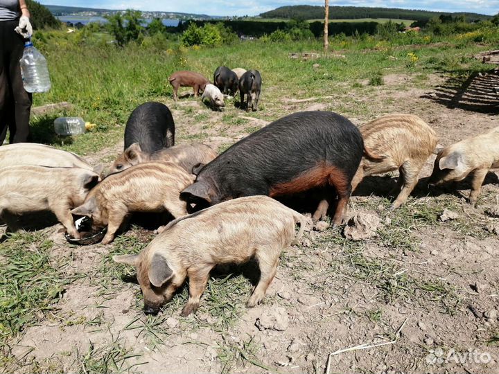 Поросята Венгерская мангалица