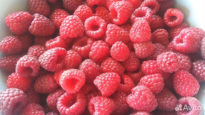 Малина Наследие (Heritage 1969 год) (саженец)