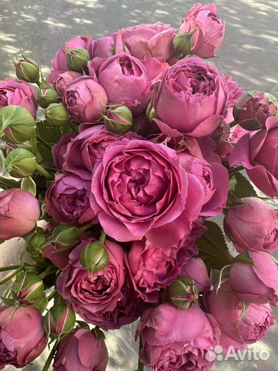 Пионовидная роза,Сургут, доставка