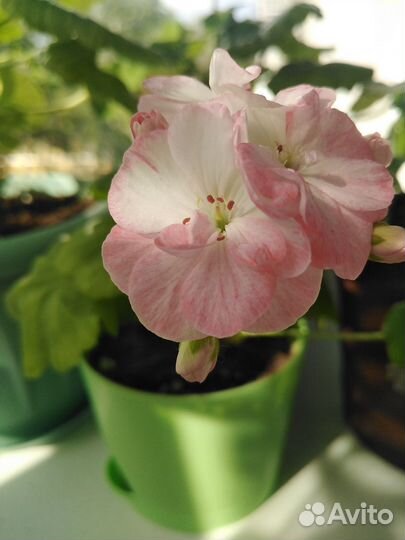 Пеларгония герань сортовая горшочки 0,5 л