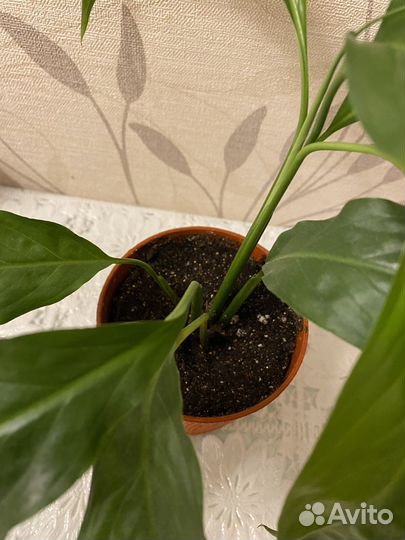 Спатифиллум, женское счастье