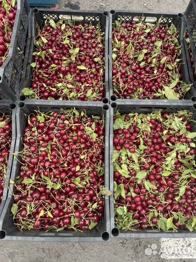 Вишня свежая