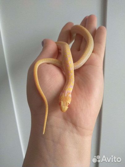 Подвязочный уж альбинос