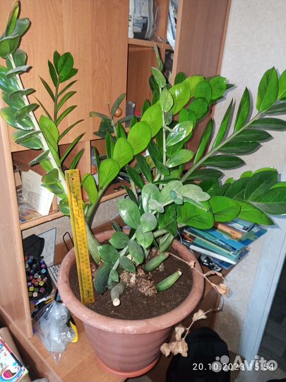 Замиокулькас