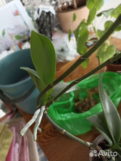 Орхидея фаленопсис