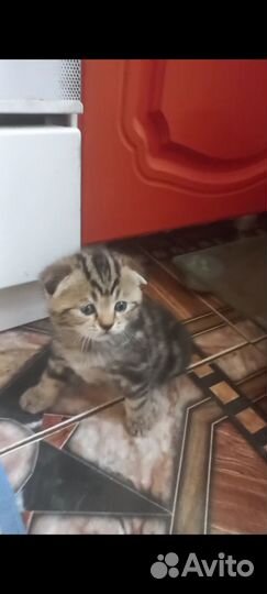 Котята британец шотландцы вислоухий шоколад
