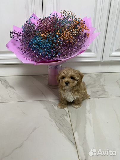 Мальтипу ф1 девочка Корея меллер премиум