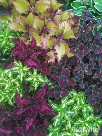 Продам колеусы по 10-20р