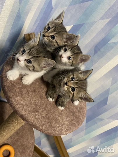 Котята метисы