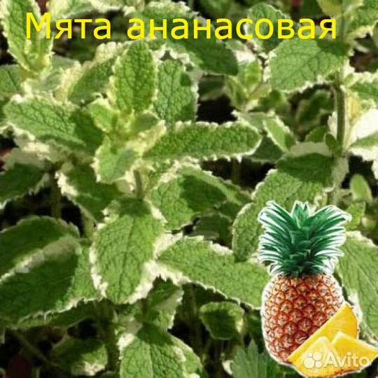 Сортовая Мята