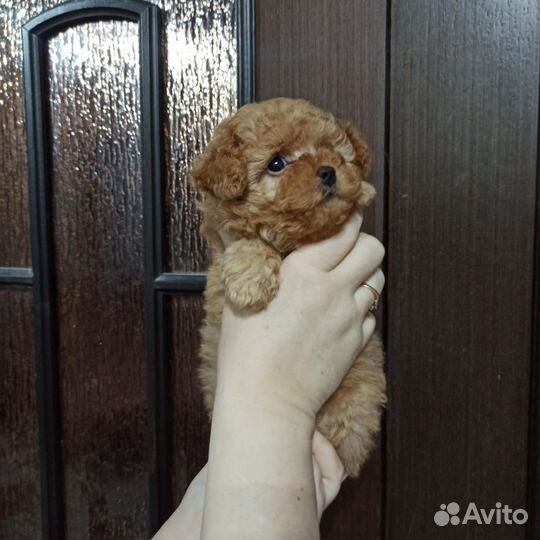 Щенки Той пуделя девочка