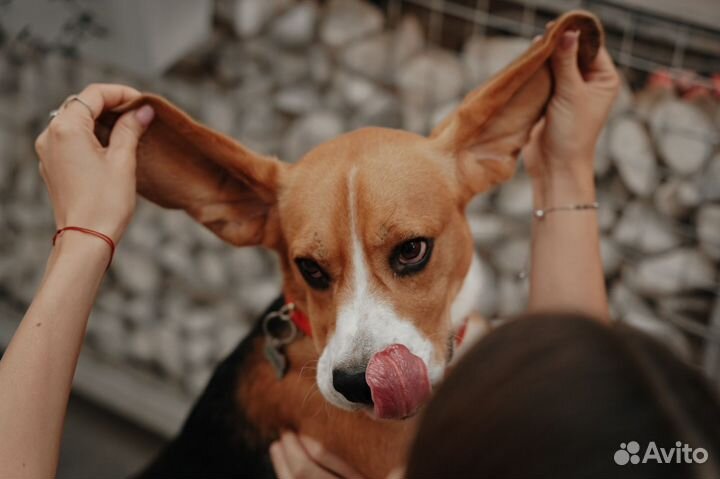 Бигль вязка