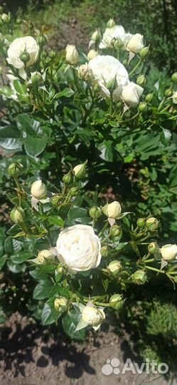 Саженец розы Артемис зкс