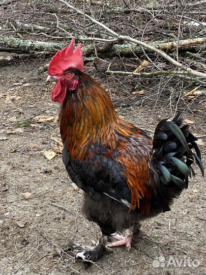 Петух маран