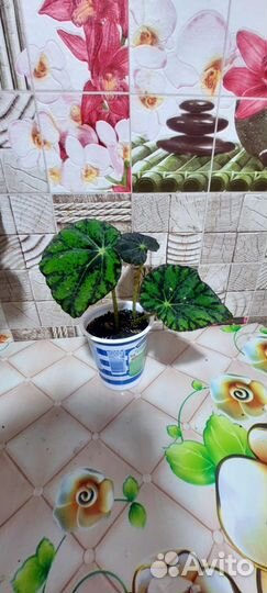 Бегония тигровая